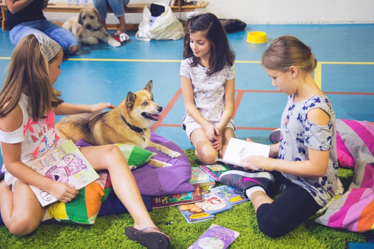 Reading Dogs Session with Golden the Toy Poodle Reading Dogs Session with Golden the Toy Poodle